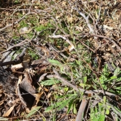 Cynoglossum australe at Symonston, ACT - 16 Sep 2021