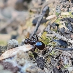 Papyrius sp. (genus) (A Coconut Ant) at Garran, ACT - 16 Sep 2021 by Mike