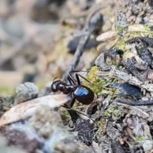 Papyrius sp. (genus) at Garran, ACT - 16 Sep 2021