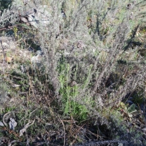 Chrysocephalum semipapposum at Garran, ACT - 16 Sep 2021