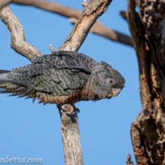 Callocephalon fimbriatum at Red Hill, ACT - 12 Sep 2021