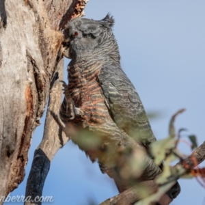 Callocephalon fimbriatum at Red Hill, ACT - 12 Sep 2021