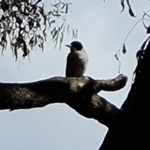 Cracticus torquatus at Garran, ACT - 16 Sep 2021