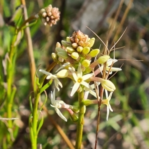 Stackhousia monogyna at Garran, ACT - 16 Sep 2021