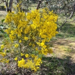 Acacia buxifolia subsp. buxifolia (Box-leaf Wattle) at Garran, ACT - 16 Sep 2021 by Mike