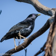 Ptilonorhynchus violaceus (Satin Bowerbird) at Deakin, ACT - 11 Sep 2021 by BIrdsinCanberra