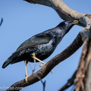 Ptilonorhynchus violaceus at Deakin, ACT - 12 Sep 2021