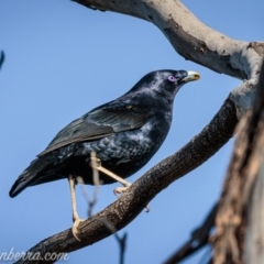 Ptilonorhynchus violaceus at Deakin, ACT - 12 Sep 2021