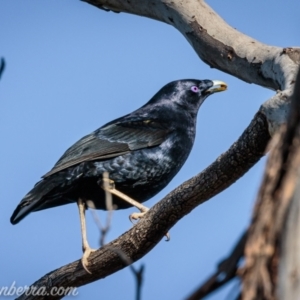 Ptilonorhynchus violaceus at Deakin, ACT - 12 Sep 2021