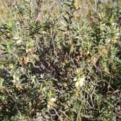 Melichrus urceolatus (Urn Heath) at Garran, ACT - 16 Sep 2021 by Mike