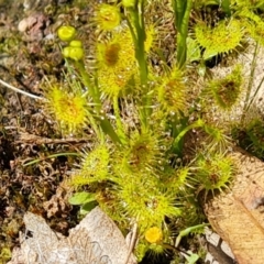 Drosera sp. (A Sundew) at Garran, ACT - 16 Sep 2021 by Mike