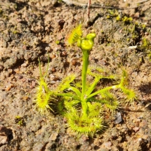 Drosera sp. at Garran, ACT - 16 Sep 2021