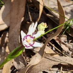 Wurmbea dioica subsp. dioica (Early Nancy) at O'Malley, ACT - 16 Sep 2021 by Mike