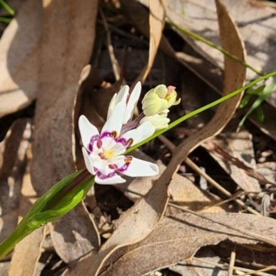 Wurmbea dioica subsp. dioica (Early Nancy) at Mount Mugga Mugga - 16 Sep 2021 by Mike