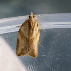 Epiphyas (genus) (A Tortrid moth) at Higgins, ACT - 15 Sep 2021 by AlisonMilton