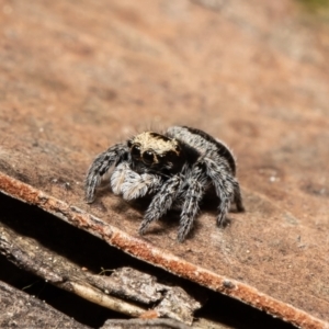 Euophryinae sp.(Striped Capuchin- undescribed) at Bruce, ACT - suppressed