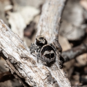 Euophryinae sp.(Striped Capuchin- undescribed) at Bruce, ACT - suppressed