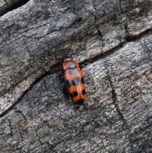 Episcaphula australis at Majura, ACT - 15 Sep 2021