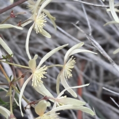 Clematis leptophylla (Small-leaf Clematis, Old Man's Beard) at Majura, ACT - 16 Sep 2021 by Sarah2019