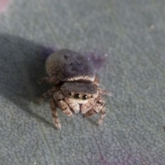 Simaethula sp. (genus) (A jumping spider) at Higgins, ACT - 15 Sep 2021 by AlisonMilton