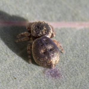 Simaethula sp. (genus) at Higgins, ACT - 16 Sep 2021 09:47 AM