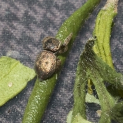 Simaethula sp. (genus) at Higgins, ACT - 16 Sep 2021 09:47 AM