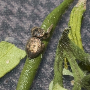 Simaethula sp. (genus) at Higgins, ACT - 16 Sep 2021 09:47 AM