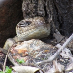 Tiliqua scincoides scincoides at Majura, ACT - 16 Sep 2021