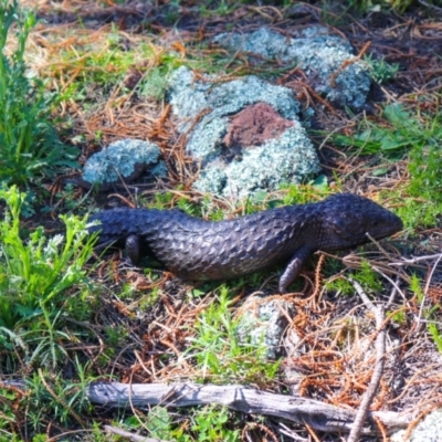 Tiliqua rugosa (Shingleback Lizard) at Downer, ACT - 11 Sep 2021 by Sarah2019