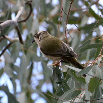 Melithreptus brevirostris (Brown-headed Honeyeater) at Majura, ACT - 16 Sep 2021 by jbromilow50