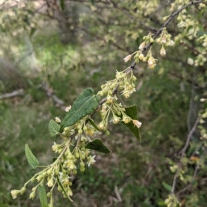 Gynatrix pulchella at Watson, ACT - 16 Sep 2021