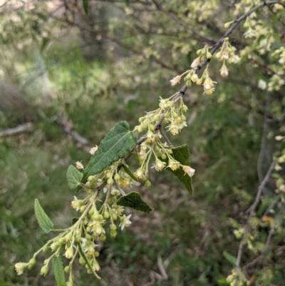 Gynatrix pulchella (Hemp Bush) at Watson Woodlands - 16 Sep 2021 by abread111