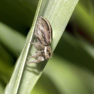 Maratus scutulatus at Higgins, ACT - 16 Sep 2021 11:12 AM