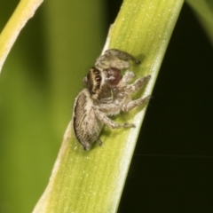 Maratus scutulatus at Higgins, ACT - 16 Sep 2021