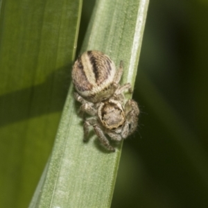 Maratus scutulatus at Higgins, ACT - 16 Sep 2021