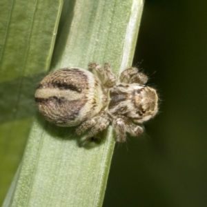 Maratus scutulatus at Higgins, ACT - 16 Sep 2021