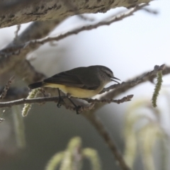 Acanthiza chrysorrhoa at Holt, ACT - 15 Sep 2021 11:49 AM