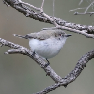 Gerygone fusca at Majura, ACT - 16 Sep 2021 12:23 PM