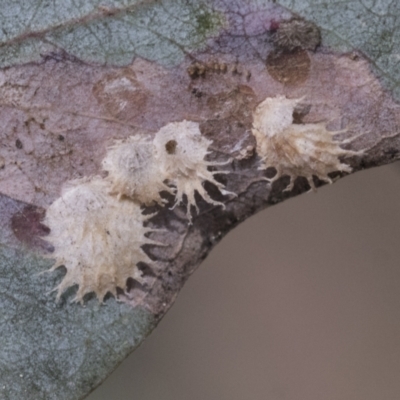 Cardiaspina sp. (genus) (Lace or Basket lerp) at Hawker, ACT - 14 Sep 2021 by AlisonMilton