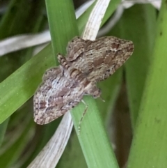 Chloroclystis (genus) (A geometer moth) at Murrumbateman, NSW - 16 Sep 2021 by SimoneC