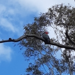 Callocephalon fimbriatum (Gang-gang Cockatoo) at Bruce Ridge to Gossan Hill - 24 Sep 2021 by alell