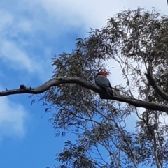 Callocephalon fimbriatum (Gang-gang Cockatoo) at Bruce, ACT - 24 Sep 2021 by alell