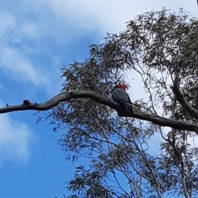 Callocephalon fimbriatum (Gang-gang Cockatoo) at Bruce Ridge to Gossan Hill - 24 Sep 2021 by alell