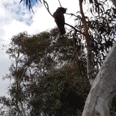 Callocephalon fimbriatum at Bruce, ACT - suppressed