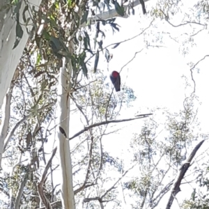 Callocephalon fimbriatum at Bruce, ACT - suppressed