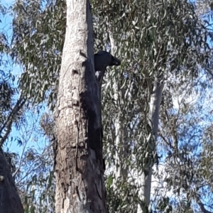 Callocephalon fimbriatum at Bruce, ACT - suppressed