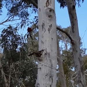 Platycercus elegans at Bruce, ACT - 14 Sep 2021 02:38 PM