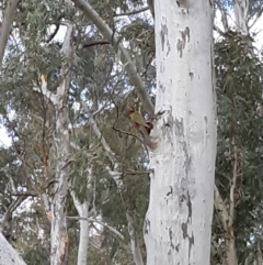 Platycercus elegans at Bruce, ACT - 14 Sep 2021 02:38 PM