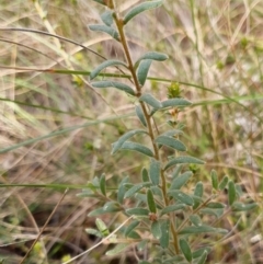 Grevillea alpina at Cook, ACT - 14 Sep 2021 09:39 AM