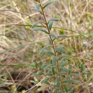 Grevillea alpina at Cook, ACT - 14 Sep 2021 09:39 AM